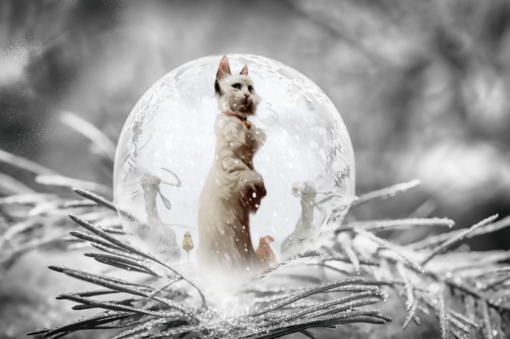 Den vita katten Fröken Bengalore från bokomslaget Vinterns blommor av Félix Delep och Xavier Dorison inuti en iskula på en frosttäckt grangren.